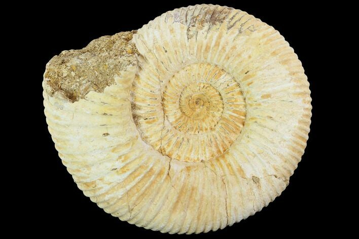 Perisphinctes Ammonite - Jurassic #100286